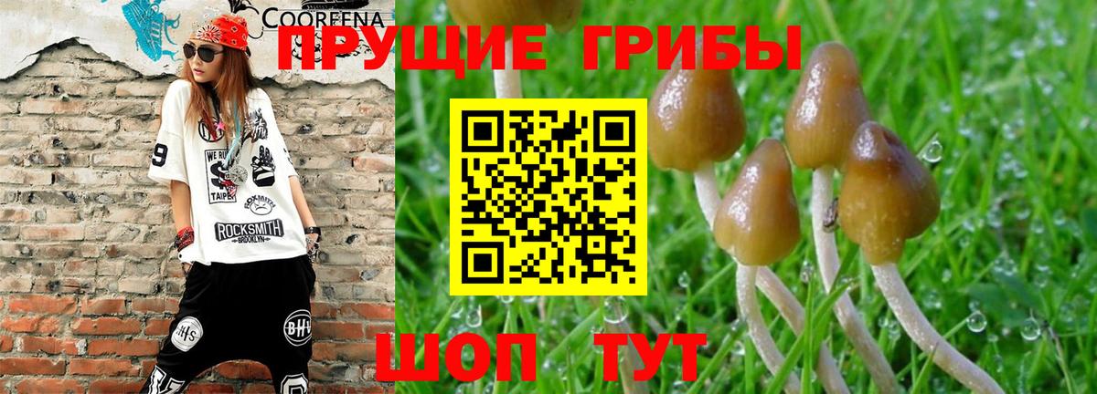 магазин    Вход с VPN  Галлюциногенные грибы GOLDEN TEACHER  Нурлат  Псилоцибиновые грибы MAGIC MUSHROOMS 